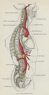 Nerve Gallery: The sympathetic nerve (engraving)