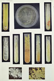 Anatomy & Medical Conditions Gallery: Syphilus Bacillus, from a book by Max von Niessen, Leipzig, 1908 (colour litho)