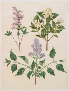Syringa persica, philadelphus coronarius and syringa vulgaris from the album Gottorfer Syringa persica, philadelphus coronarius and syringa vulgaris from the album Gottorfer