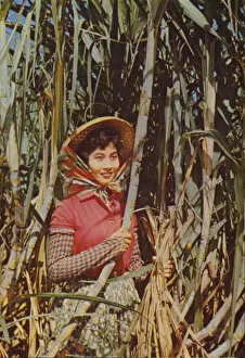 Taiwan: Cane Sugar, 1963 (photo)
