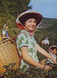 Taiwan: Girls picking tea leaves, 1963 (photo) Taiwan: Girls picking tea leaves, 1963 (photo)
