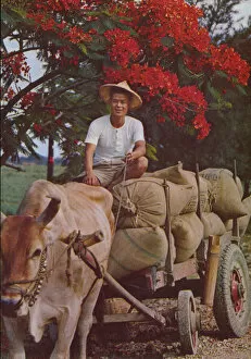 Taiwan: Harvest, 1962 (photo)