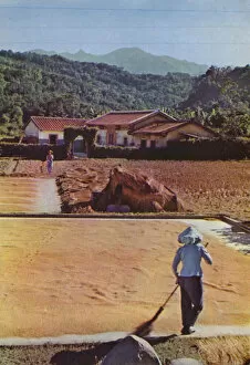 Taiwan: Rice harvest spread out to dry, 1963 (photo)