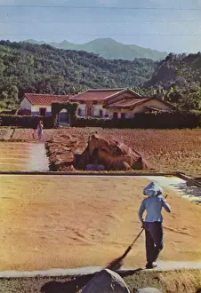 Taiwan: Rice harvest spread out to dry, 1963 (photo) Taiwan: Rice harvest spread out to dry, 1963 (photo)