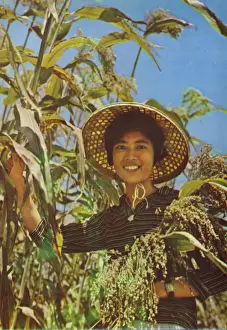 Taiwan: Sorghum from which Kaoliang wine is made, 1963 (photo) Taiwan: Sorghum from which Kaoliang wine is made, 1963 (photo)