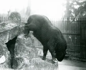 A Takin, also known as a Cattle chamois or Gnu goat, climbing down from rocks, London Zoo A Takin, also known as a Cattle chamois or Gnu goat, climbing down from rocks, London Zoo
