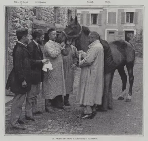Immunology Gallery: Taking a sample of blood from a horse at the Institut Pasteur, Paris (b / w photo)