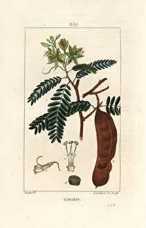 Tamarind - Tamarind, Tamarindus indica, shwoing flower, leaf, and seedpod