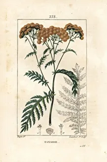 Tansy - Tansy, Tanacetum vulgare. Handcoloured stipple copperplate engraving by Lambert Tansy - Tansy, Tanacetum vulgare. Handcoloured stipple copperplate engraving by Lambert