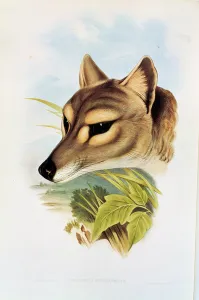 Tasmanian Wolf or Tiger (thylacinus cynocephalus) (coloured engraving) Tasmanian Wolf or Tiger (thylacinus cynocephalus) (coloured engraving)