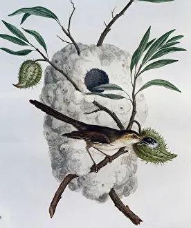 Tawny-flanked Prinia (Prinia subflava), engraving from Histoire Naturelle des Oiseaux Tawny-flanked Prinia (Prinia subflava), engraving from Histoire Naturelle des Oiseaux
