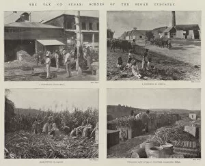 Plantations Gallery: The Tax on Sugar, Scenes of the Sugar Industry (b / w photo)
