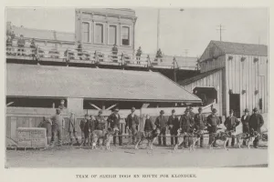 Team of Sleigh Dogs En Route for Klondike (engraving) Team of Sleigh Dogs En Route for Klondike (engraving)