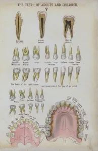 The teeth of adults and children (colour litho) The teeth of adults and children (colour litho)