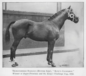 Thoroughbred Stallion, Hunter Sire, King's Courtship Thoroughbred Stallion, Hunter Sire, King's Courtship