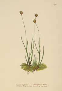 Three-hulled Rush (Juncus triglumis) (colour litho) Three-hulled Rush (Juncus triglumis) (colour litho)