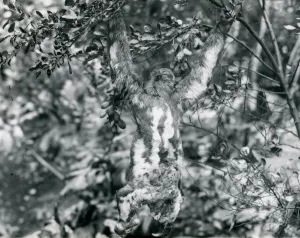 A Three-toed Sloth hanging from a leafy branch at London Zoo. August 1920. (b/w photo) A Three-toed Sloth hanging from a leafy branch at London Zoo. August 1920. (b/w photo)