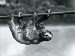 A Three-toed Sloth slowly makes its way along a pole at London Zoo, c.1913 (b/w photo) A Three-toed Sloth slowly makes its way along a pole at London Zoo, c.1913 (b/w photo)