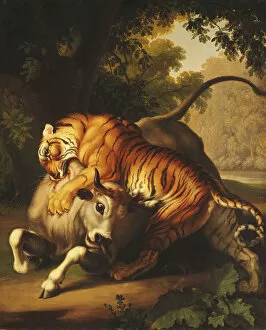 Images Dated 2nd August 2012: A Tiger attacking a Bull, 1785 (oil on canvas)