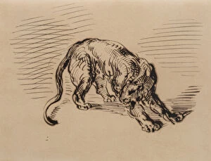 Images Dated 6th August 2007: Tiger Frightened by a Snake, 1858 (pen & ink on tracing paper)