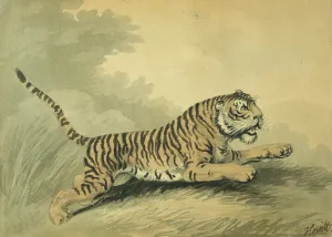 A Tigress leaping to the right, 1807 (w/c on paper) A Tigress leaping to the right, 1807 (w/c on paper)