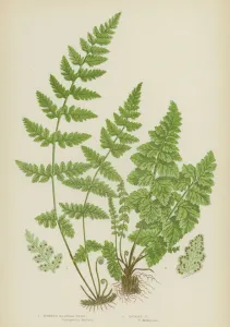 Toothed Bladder Fern, Dickies Fern (colour litho) Toothed Bladder Fern, Dickies Fern (colour litho)