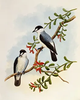 Torrent Robin (Monachella muelleriana), engraving by William Matthew Hart (1830-1908) Torrent Robin (Monachella muelleriana), engraving by William Matthew Hart (1830-1908)