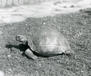 A Tortoise standing on grass at London Zoo in 1926 (b/w photo) A Tortoise standing on grass at London Zoo in 1926 (b/w photo)