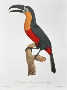 Toucan: Great Red-Bellied by Jacques Barraband Toucan: Great Red-Bellied by Jacques Barraband