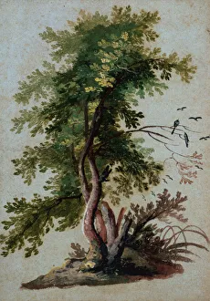 A Tree with Two Birds Perching on a Branch (pencil on paper) A Tree with Two Birds Perching on a Branch (pencil on paper)
