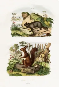 Tree Rat, 1833-39 (coloured engraving) Tree Rat, 1833-39 (coloured engraving)