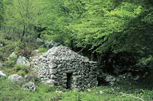 Trees along an animal pen stone structure, Ernici Mountains, Lazio, Italy Trees along an animal pen stone structure, Ernici Mountains, Lazio, Italy