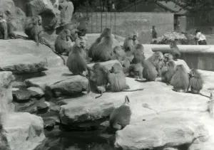 A troop of Sacred Baboons, including one drinking from a pool A troop of Sacred Baboons, including one drinking from a pool