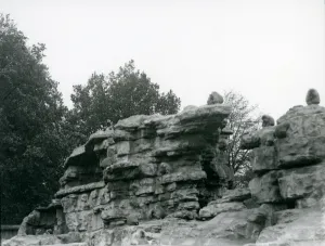 A troop of Sacred Baboons among the rocks on Monkey Hill, London Zoo A troop of Sacred Baboons among the rocks on Monkey Hill, London Zoo