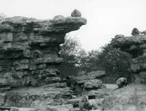 A troop of Sacred Baboons among the rocks on Monkey Hill, London Zoo A troop of Sacred Baboons among the rocks on Monkey Hill, London Zoo