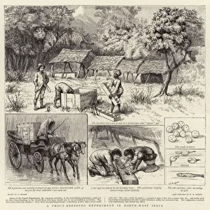 A Trout-breeding Experiment in North-West India (engraving) A Trout-breeding Experiment in North-West India (engraving)