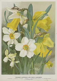 Trumpet Daffodils and Poets Narcissus (chromolitho)