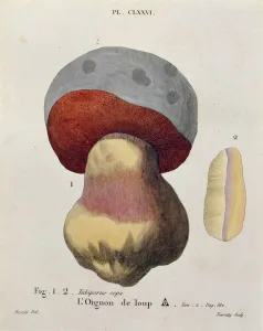 Tubiporus cepa, plate 176 from Iconographie des Champignons de J.J. Paulet by J Tubiporus cepa, plate 176 from Iconographie des Champignons de J.J. Paulet by J