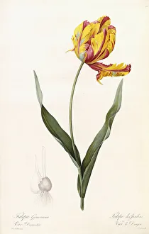 Tulipa Gesneriana - Tulipe des Jardins (Common/Garden Tulip), and Var Dracontia Tulipa Gesneriana - Tulipe des Jardins (Common/Garden Tulip), and Var Dracontia