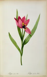 Tulipa oculus-solis, from Tulipe des Jardins, 19th century (coloured engraving) Tulipa oculus-solis, from Tulipe des Jardins, 19th century (coloured engraving)