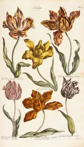 Similarity Gallery: Tulips, 1842 (hand-coloured engraving)