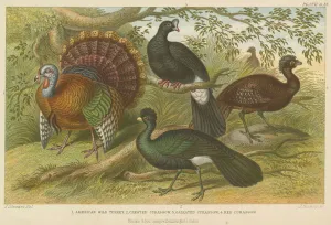 Turkey and curassows (coloured engraving) Turkey and curassows (coloured engraving)