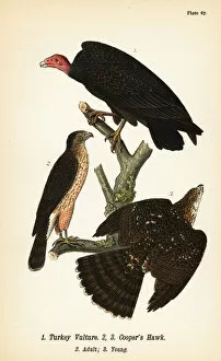 Color Lithograph Gallery: Turkey vulture, Cathartes aura 1, and Coopers hawk, Accipiter cooperii, adult 2, young 3