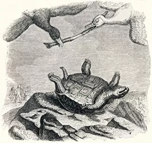 the turtle and the two ducks (La tortue et les deux canards) - Fables by La Fontaine