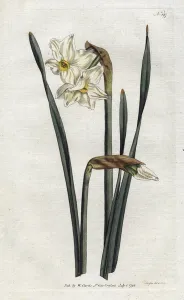 Two-flowered Narcissus - Lithography by Sydenham Edwards (1768-1819) Two-flowered Narcissus - Lithography by Sydenham Edwards (1768-1819)