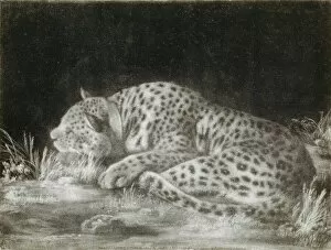 Cheetah Gallery: A Tyger (A Sleeping Cheetah) (mezzotint)