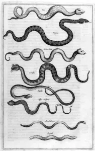 Types of snakes, from Arca Noe , 1675 (engraving) Types of snakes, from Arca Noe , 1675 (engraving)