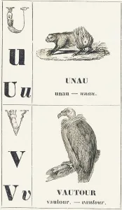 Vulture Gallery: U V: Unau -- Vulture, 1850 (engraving)