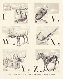 Vulture Gallery: U V W X Y Z: Unau Vulture Wapiti Xiphias Yack Zebre, 1901 (illustration)