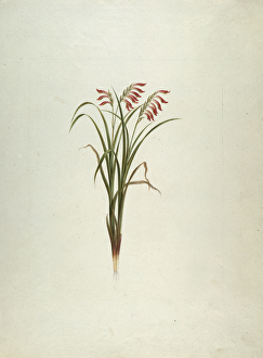 Unidentified Plant with Flowers (w/c over graphite on paper) Unidentified Plant with Flowers (w/c over graphite on paper)